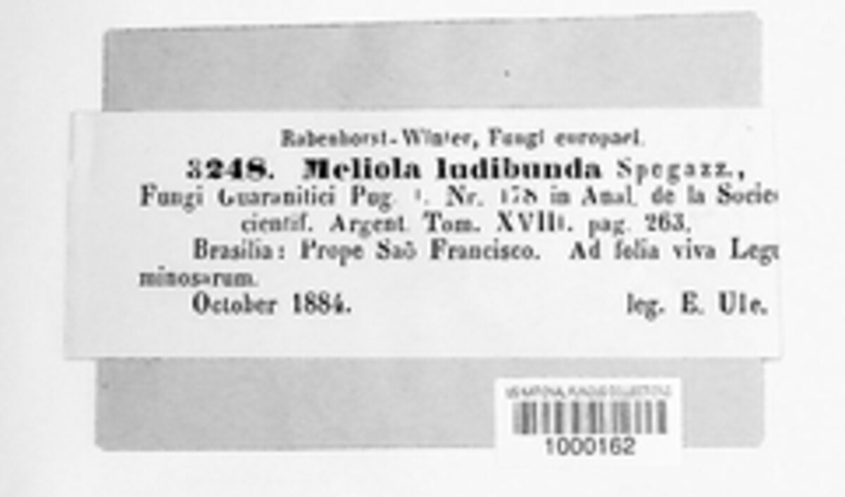 Meliola ludibunda image